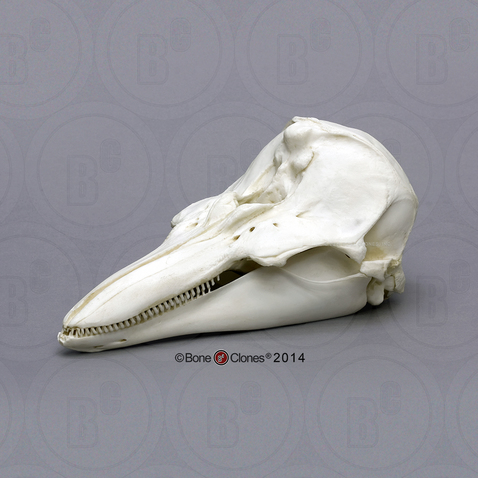 Harbor Porpoise Skull