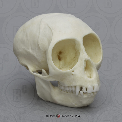 Talapoin Monkey Skull