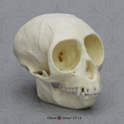 Talapoin Monkey Skull