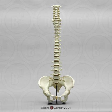 Human Female Vertebral Column with Pelvis