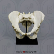 Human Male Magnetic Pelvis KO-316