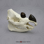 Sumatran Rhinoceros Skull with horns