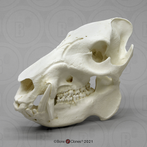 Economy Javelina Skull