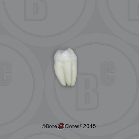 Human Male Adult Tooth, Single