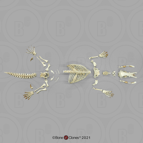 Disarticulated Duck-Billed Platypus Skeleton