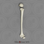 Humerus and Epiphysis - 3pcs