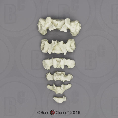 Human European American Male 13-year-old Sacrum and Epiphysis - 6 pcs