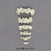 Sacrum and Epiphysis - 6 pcs