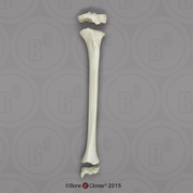 Tibia and Epiphysis - 3 pcs-