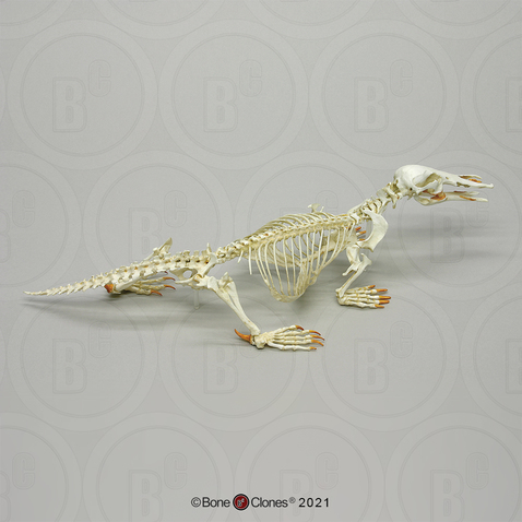 Articulated Duck-Billed Platypus Skeleton