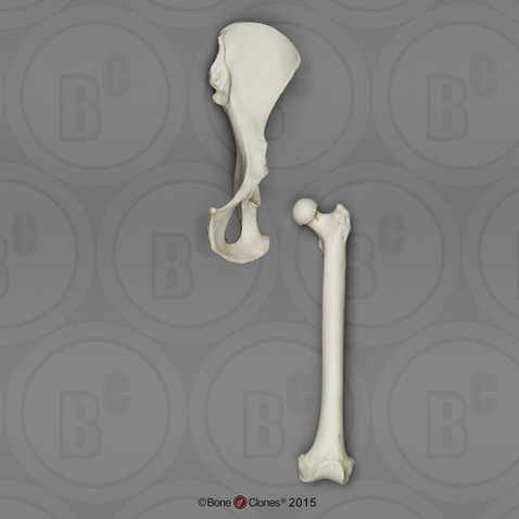 Bonobo Innominate and Femur Set