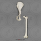 Bonobo Innominate and Femur Set