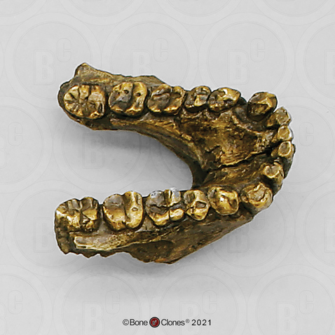 Australopithecus anamensis Mandible - KNM-KP-29281