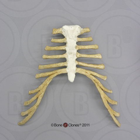 Human Adolescent Thorax Assembly (Sternum and Costal Cartilage)