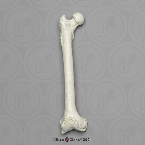 Female Chimpanzee Femur, Right