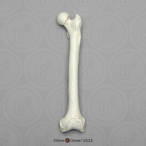 Female Chimpanzee Femur, Left