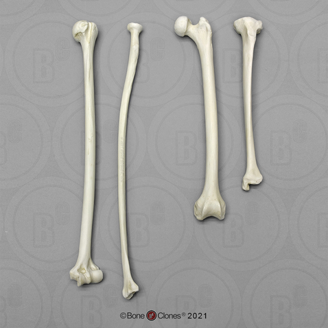 Siamang Intermembral Set