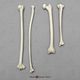 Siamang Intermembral Set