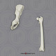 Mandrill Baboon Innominate & Femur Set