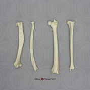 Mandrill Baboon Intermembral Set