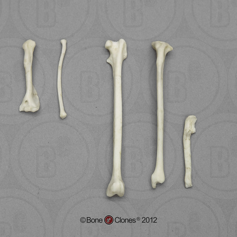 Senegal Bushbaby Intermembral Set with Calcaneus