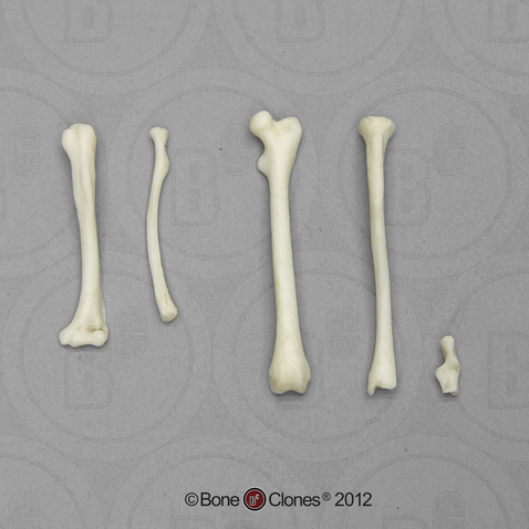 Common Marmoset Intermembral Set with Calcaneus