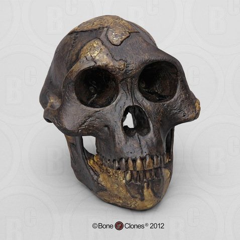 Australopithecus afarensis Skull - "Lucy", dark finish