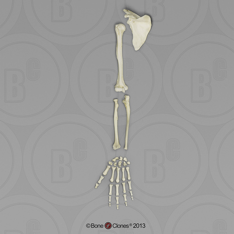 Human Female Asian Arm, Disarticulated (with Scapula) w/Disarticulated Hand