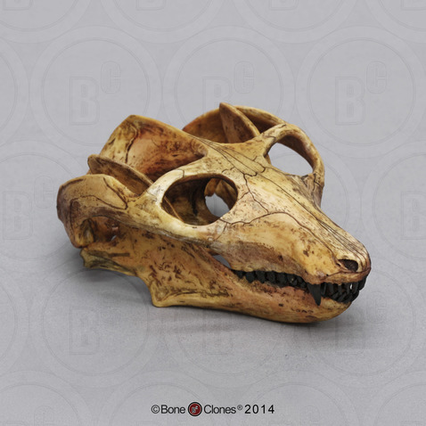 Cynodont - Probainognathus jenseni Skull