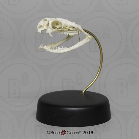 Black Mamba Skull