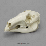 Kangaroo Skull