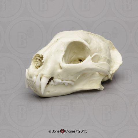 Ocelot Skull