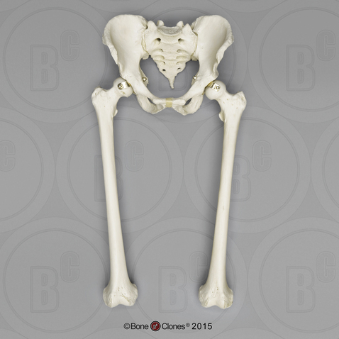 Human Male Adult Pelvis with Femora, Articulated