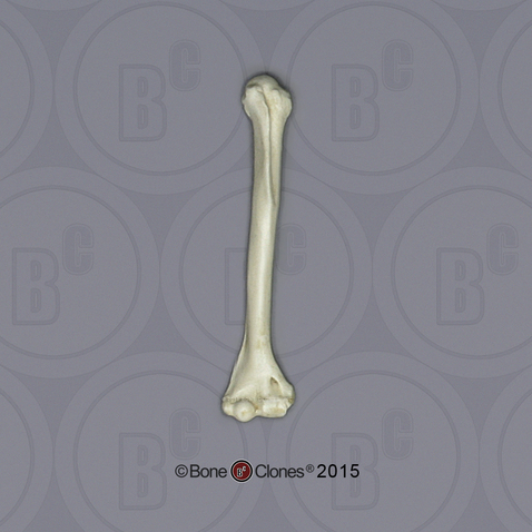 Indri Lemur Humerus