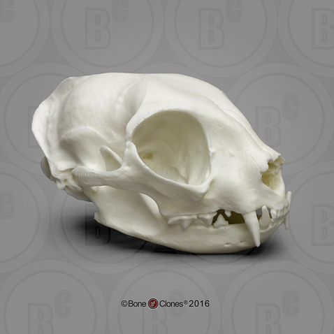 Economy Common House Cat Skull