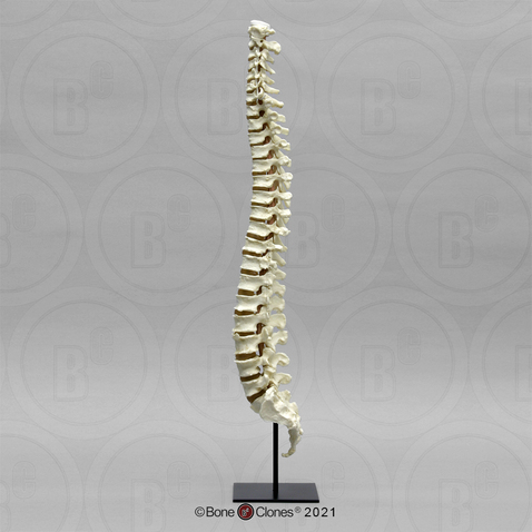 Human Female Vertebral Column with Sacrum and Coccyx