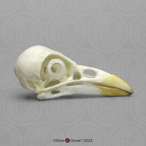 Yellow-billed Magpie Skull