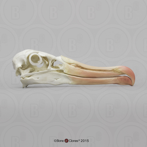 Black-browed Albatross Skull