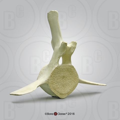 Humpback Whale Vertebra