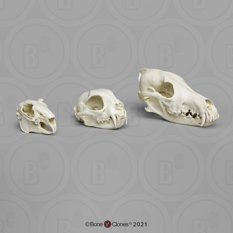 Predator - Prey Comparison Economy Skull Set