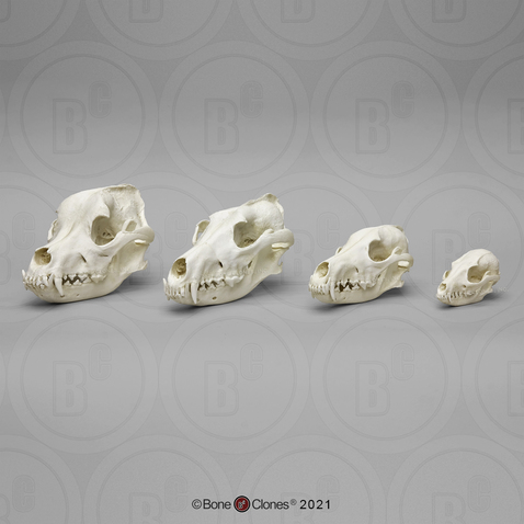 Canid Comparison Economy Skull Set