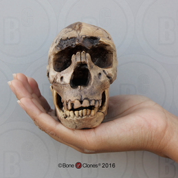 Homo ergaster "Turkana Boy" Skull, Half Scale