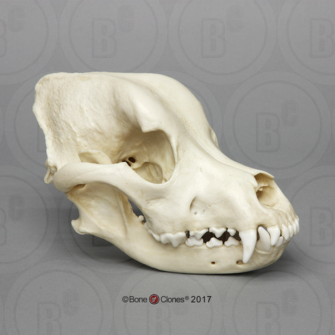 Rottweiler Skull