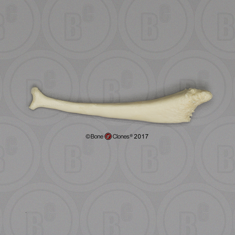 California Sea Lion Baculum