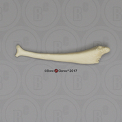 California Sea Lion Baculum