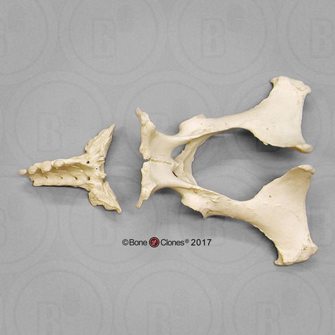 Horse Pelvis Assembly