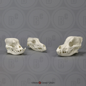 Domestic Dog Comparison Economy Skull Set