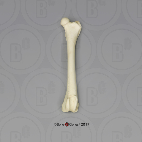 Large Dog Femur