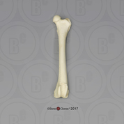 Large Dog Femur