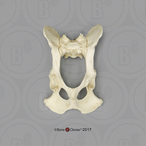 Large Dog Pelvis, Articulated